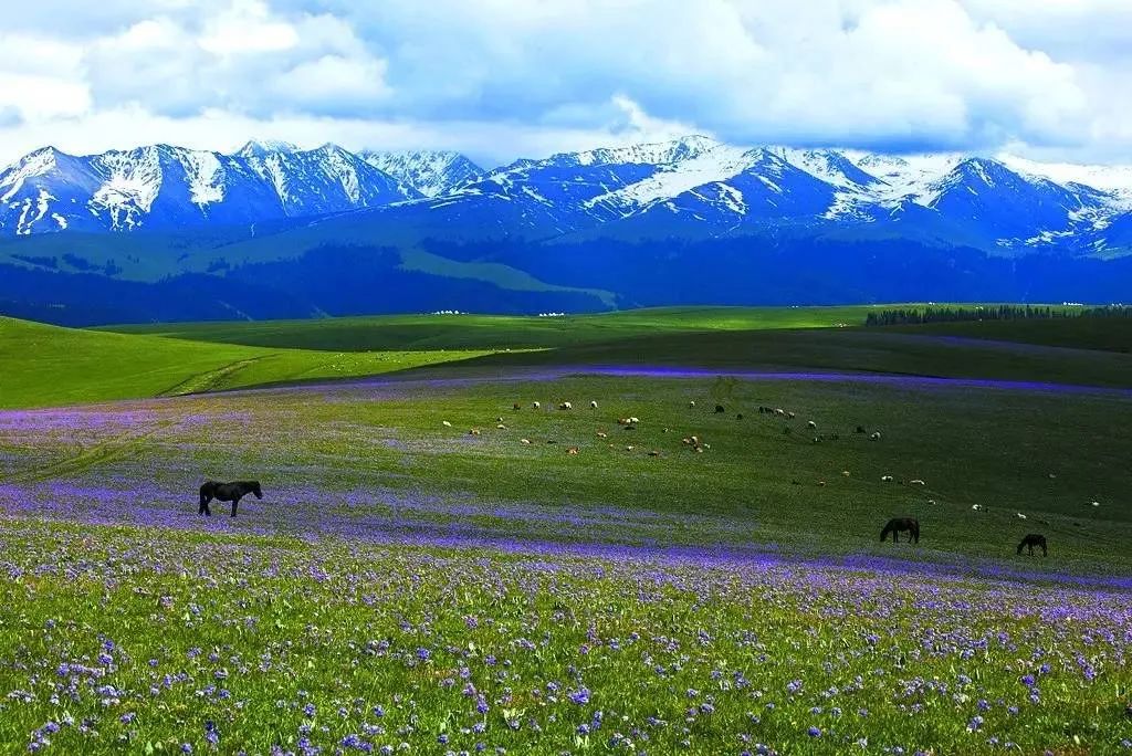 新疆伊犁昭苏油菜花几月开,大美新疆昭苏特克斯油菜花