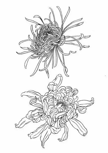 白描菊花国画如何上色,国画白描菊花图片大全