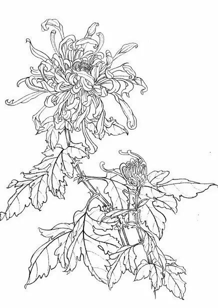 白描菊花国画如何上色,国画白描菊花图片大全