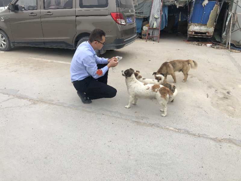 郑州流浪动物领养救助中心11月,郑州二七区流浪狗救助