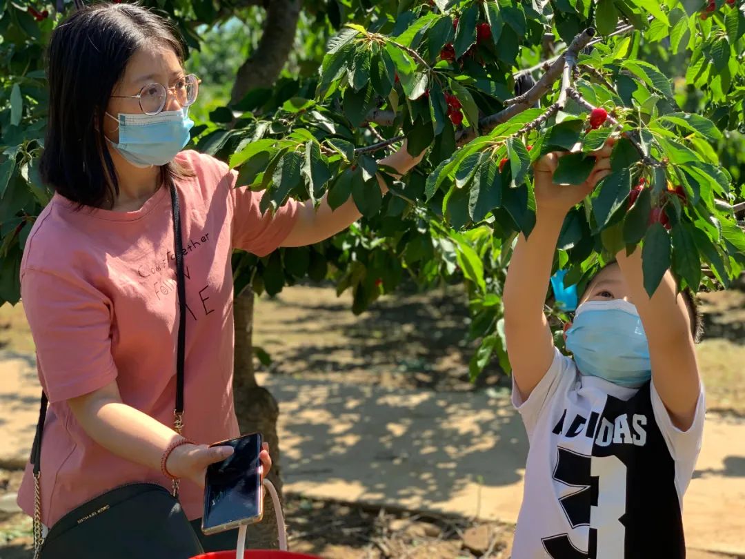 昌平樱桃采摘视频,昌平兴寿樱桃采摘价格