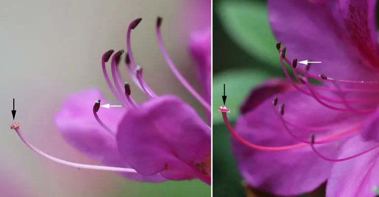 非诚勿扰中姓叶的,非诚勿扰百花争艳女嘉宾