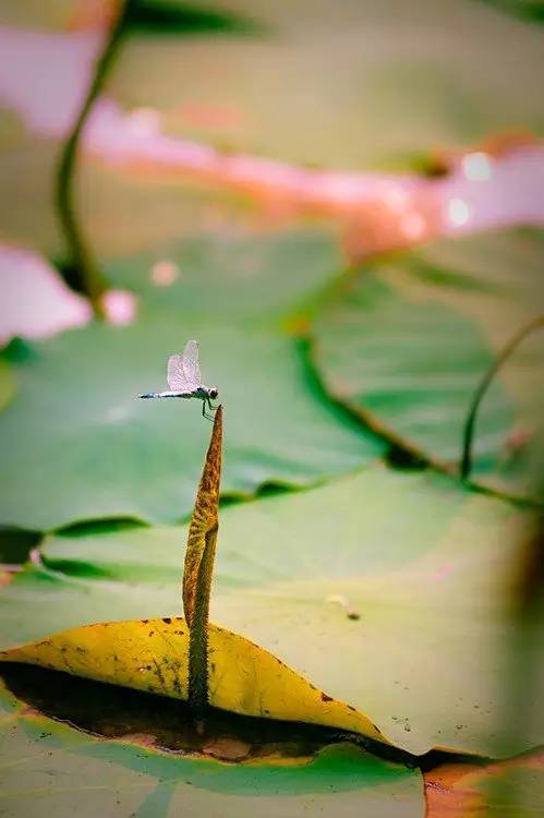 淮阳的荷花真美,又到了赏荷花的季节家门口的美景