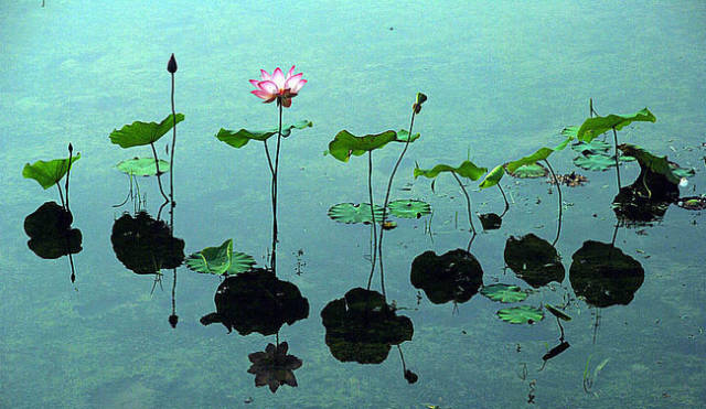 淮阳的荷花真美,又到了赏荷花的季节家门口的美景