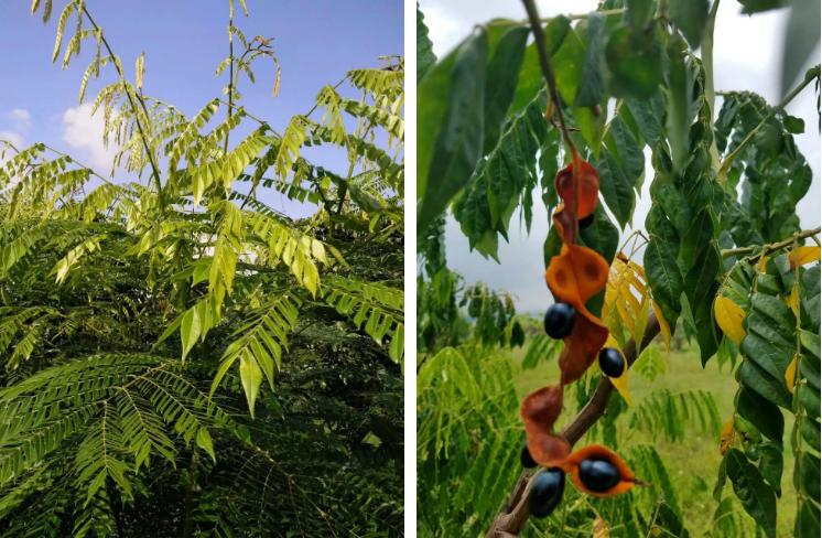 治疗口腔溃疡牙龈出血的喷雾剂,哪款中药牙膏养护牙龈