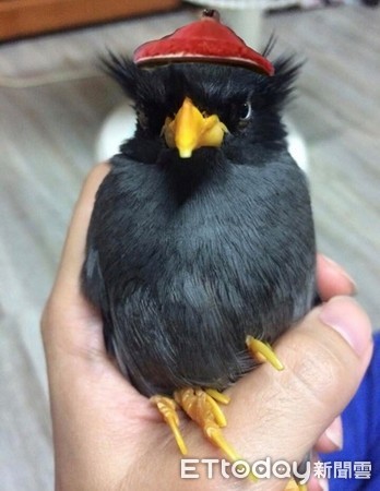 家里养了56只企鹅,家里养了一个企鹅宝宝是什么体验