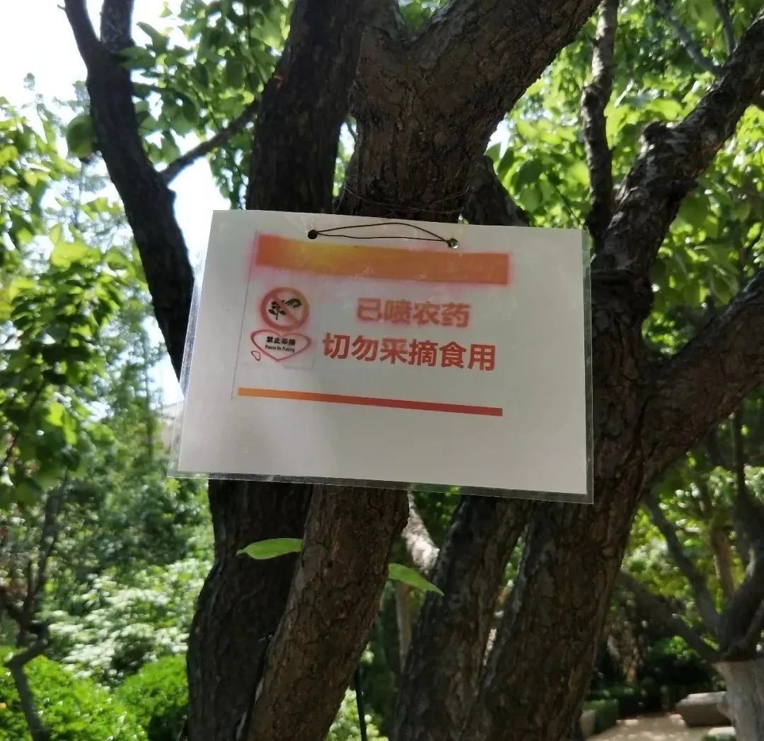 小区里的树上的果子可以摘吗,小区果树果子别乱摘