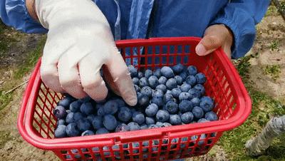 酸甜可口咬一口满嘴口水,酸甜脆爽一口就能爆汁
