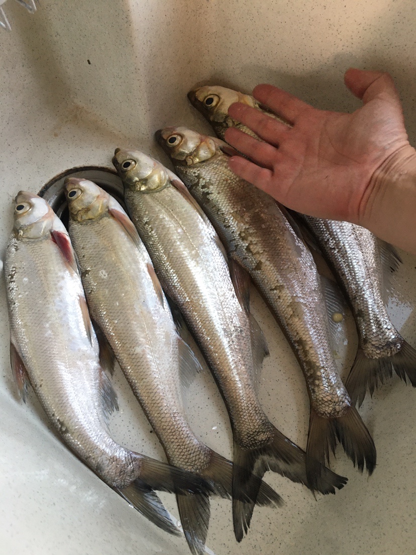 山湖水库迎风甩大鞭，没点技术怎么擒住斤翘