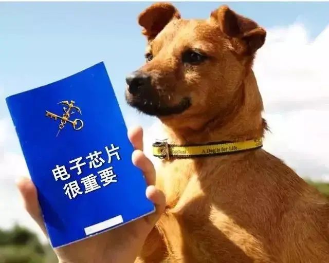 携带宠物出境需要办理哪些手续,携带宠物出境指南