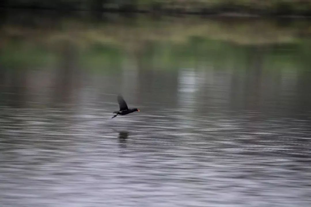 成都大学是什么级别的大学,成都大学和四川轻化工大学