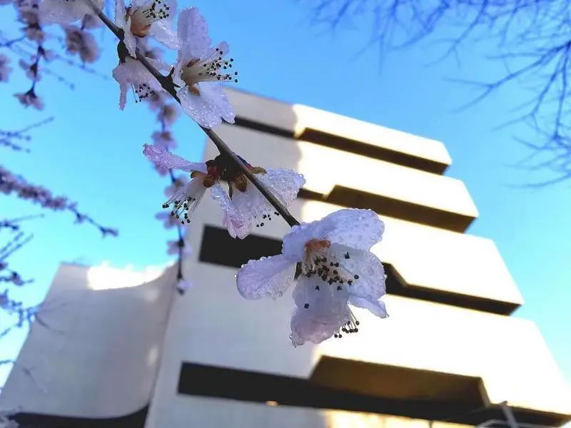 北京四中网校房山分校,北京四中网校教学资源