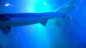 国外贵族用手背吃鱼子酱,鱼子酱放手背吃