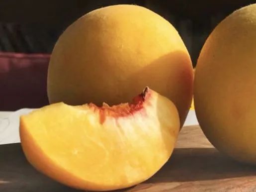 沂蒙山蒙阴黄金油蟠桃,山东蒙阴正宗黄金油桃