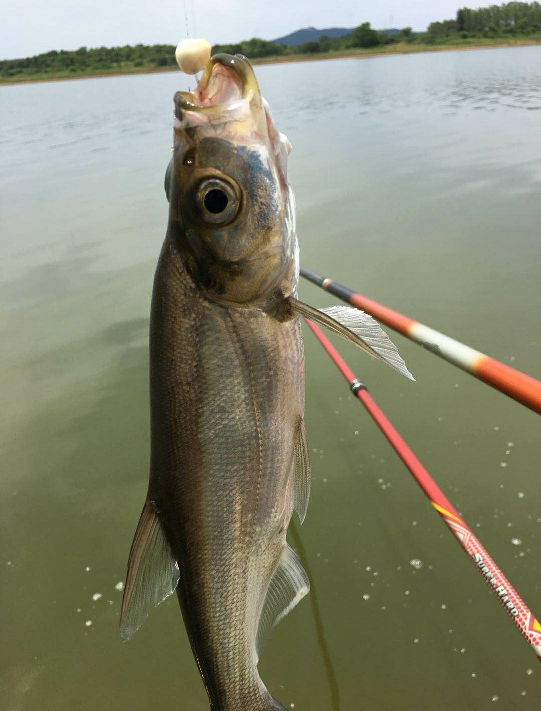 回忆往事作文关于钓鱼,回忆钓鱼的往事