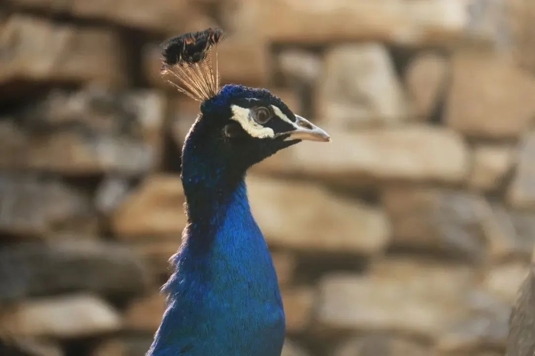 溶洞、观鸟、湿地雨林、网红吊桥、瀑布...只要99元小鲁哥带你清凉一夏