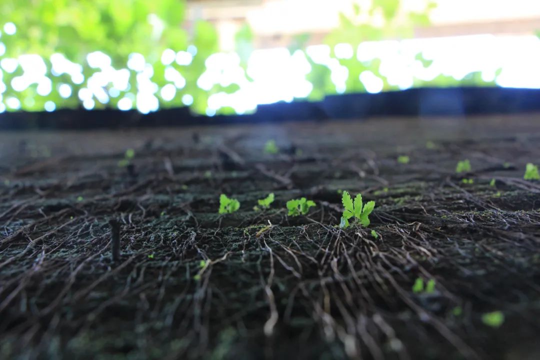 英利重组清偿方案,英利借壳双杰