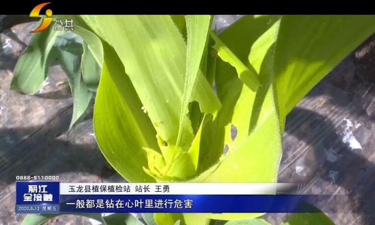 农村玉米被虫子害,玉米地里的虫子蛰到了怎么办