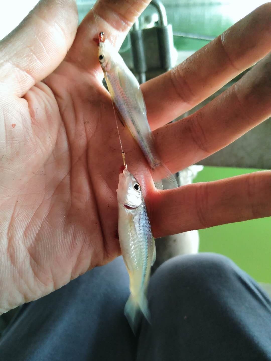 被昆玉河10次双飞吓傻了，难道是饵料惹的祸？