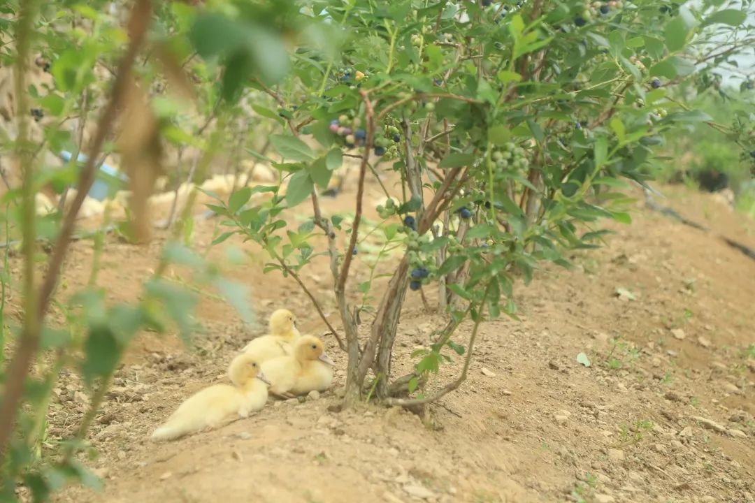 文旅日照市,莒县文旅旅游攻略