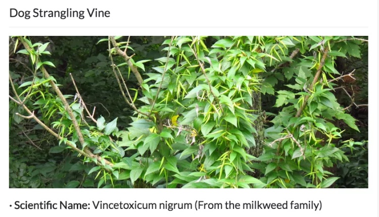 全球最毒的十大毒动物,加拿大最可怕的蛇