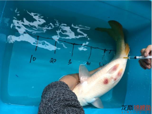 芥子锦鲤最大能长多大,腹水型锦鲤炸鳞最快解决方法