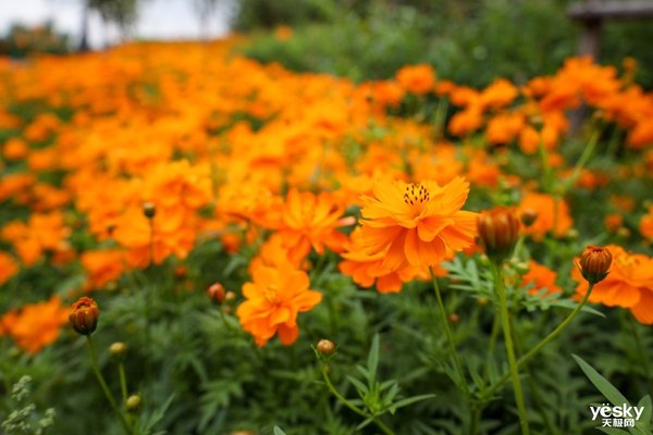 挂机Rf镜头推荐,佳能rf挂机镜头拍视频