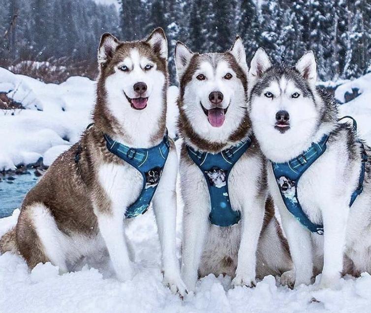 盘点二十种忠爱满世界的萌犬,可爱治愈系萌犬