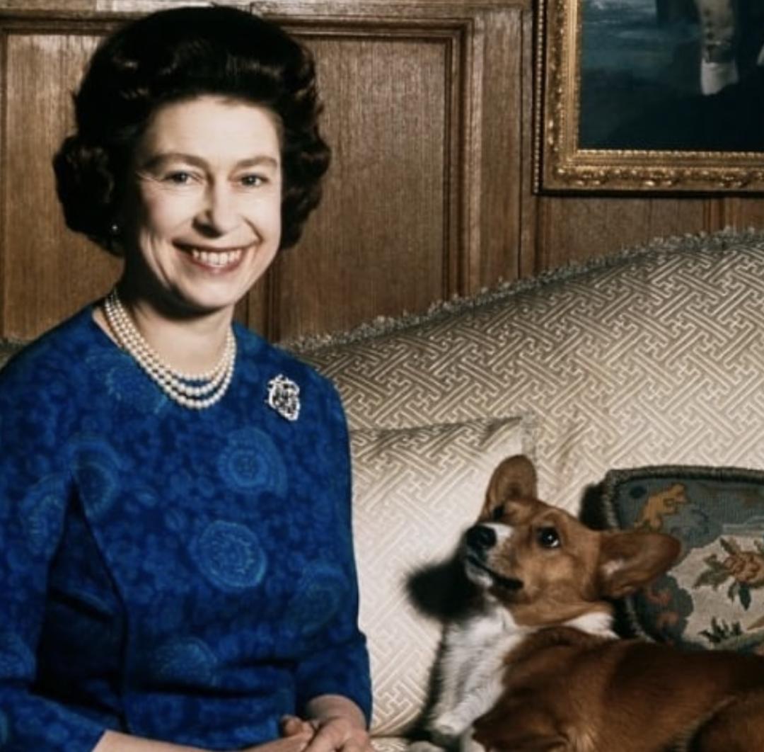 盘点二十种忠爱满世界的萌犬,可爱治愈系萌犬