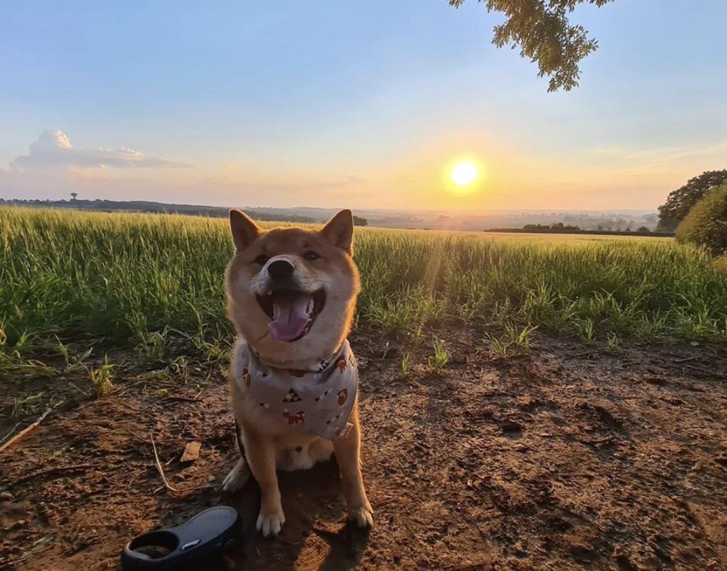 盘点二十种忠爱满世界的萌犬,可爱治愈系萌犬