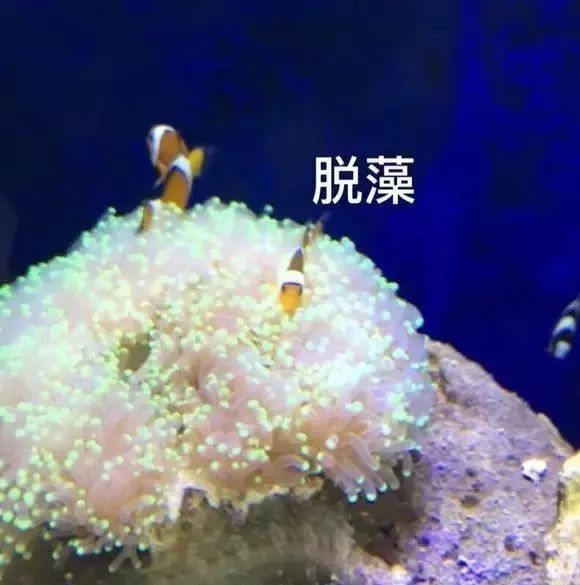 活珊瑚的正确养殖方法,姬珊瑚的养殖方法和注意事项