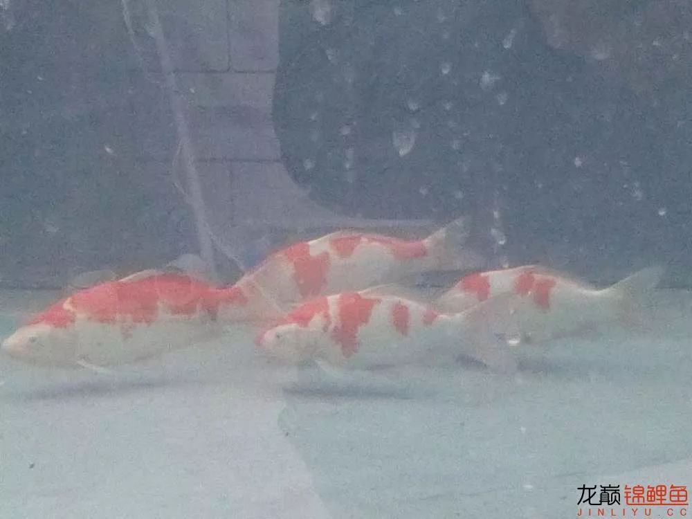 锦鲤池建造施工过程,楼顶怎么施工建锦鲤池