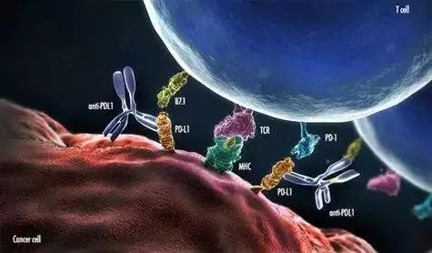 癌症的免疫治疗文献综述论文,综述癌症的免疫细胞疗法