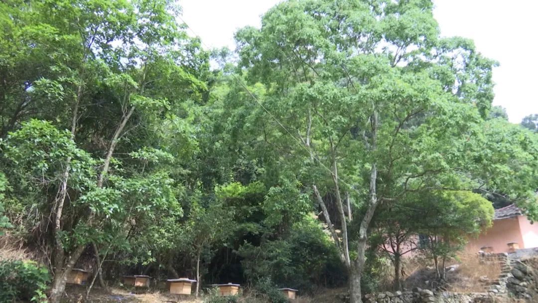 蜂农找蜂蜜销路,养蜂人蜂蜜滞销怎么办