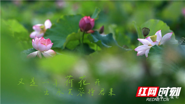 视频｜湖南娄底：出水芙蓉待君来