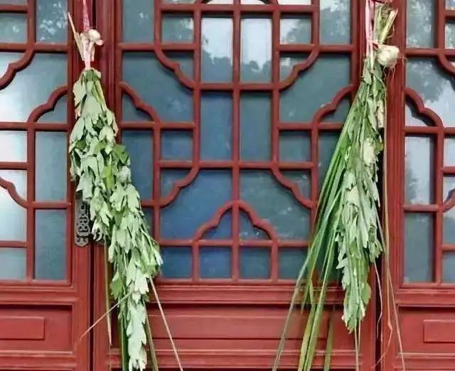 中医知识讲解艾草,艾草中医养生