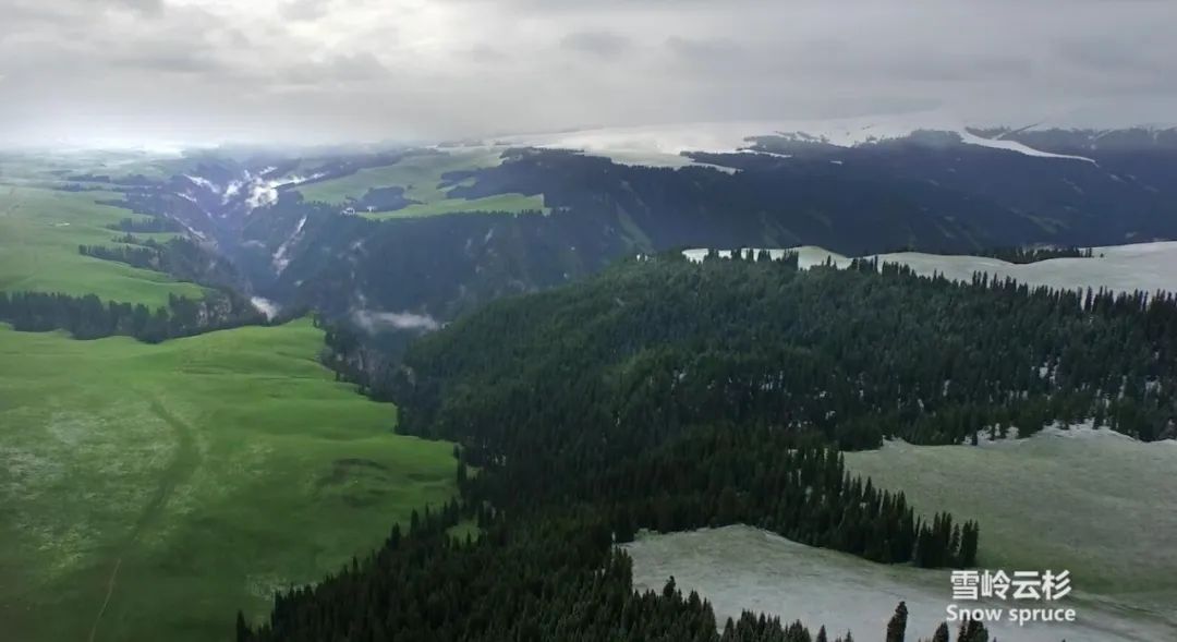 新疆伊犁昭苏油菜花几月开,大美新疆昭苏特克斯油菜花