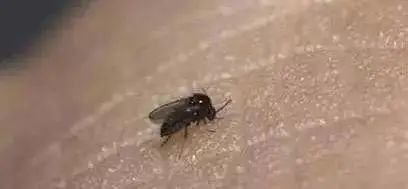 海南特别小的虫子跟小黑点一样大,海南好多黑色小虫子