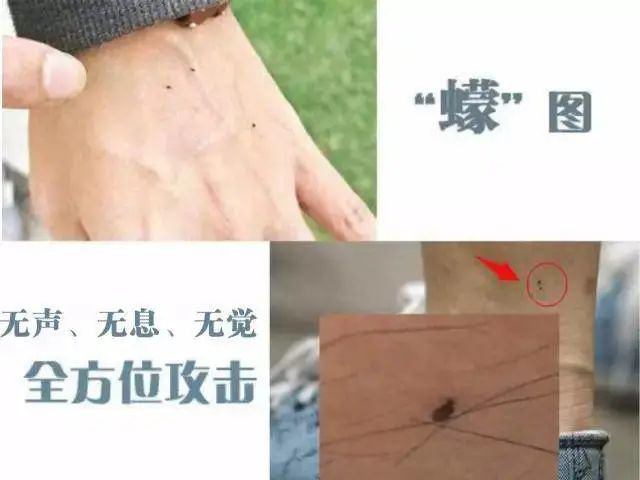 海南特别小的虫子跟小黑点一样大,海南好多黑色小虫子