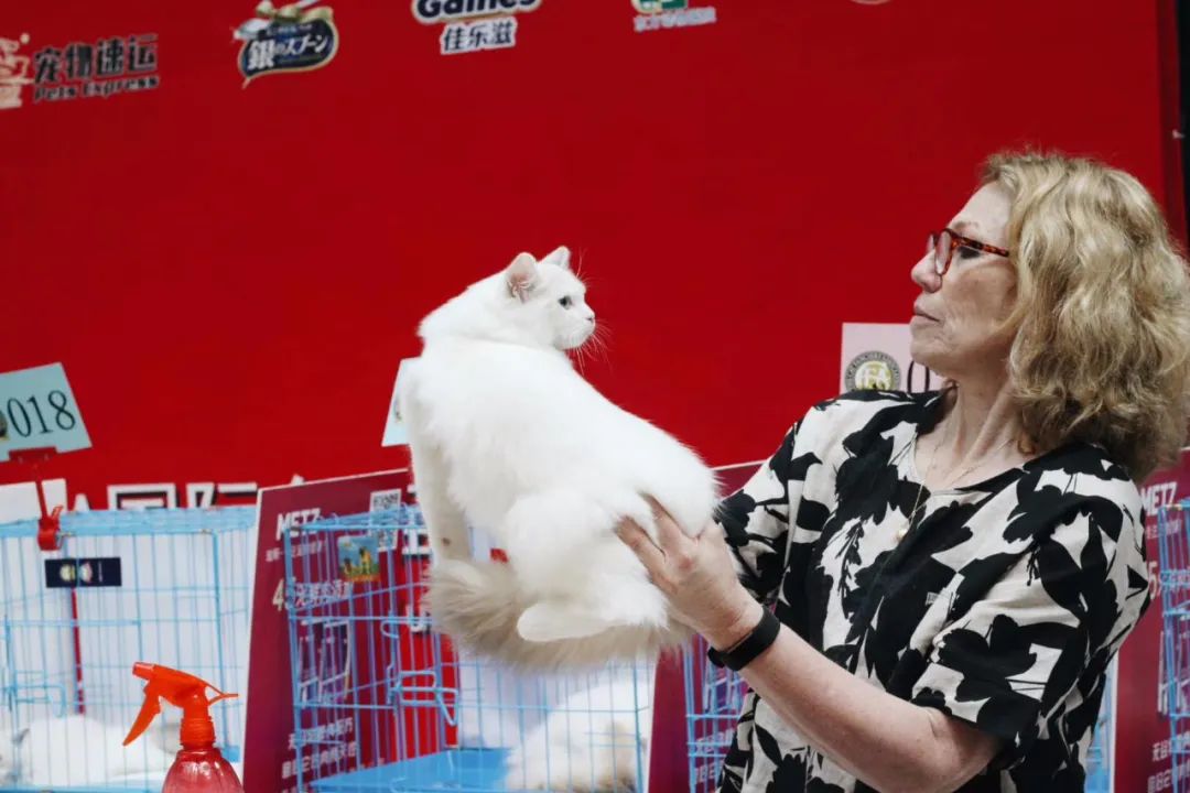 「丽江宠圈」身价4万！曾获各种大奖，丽江这些猫咪不简单