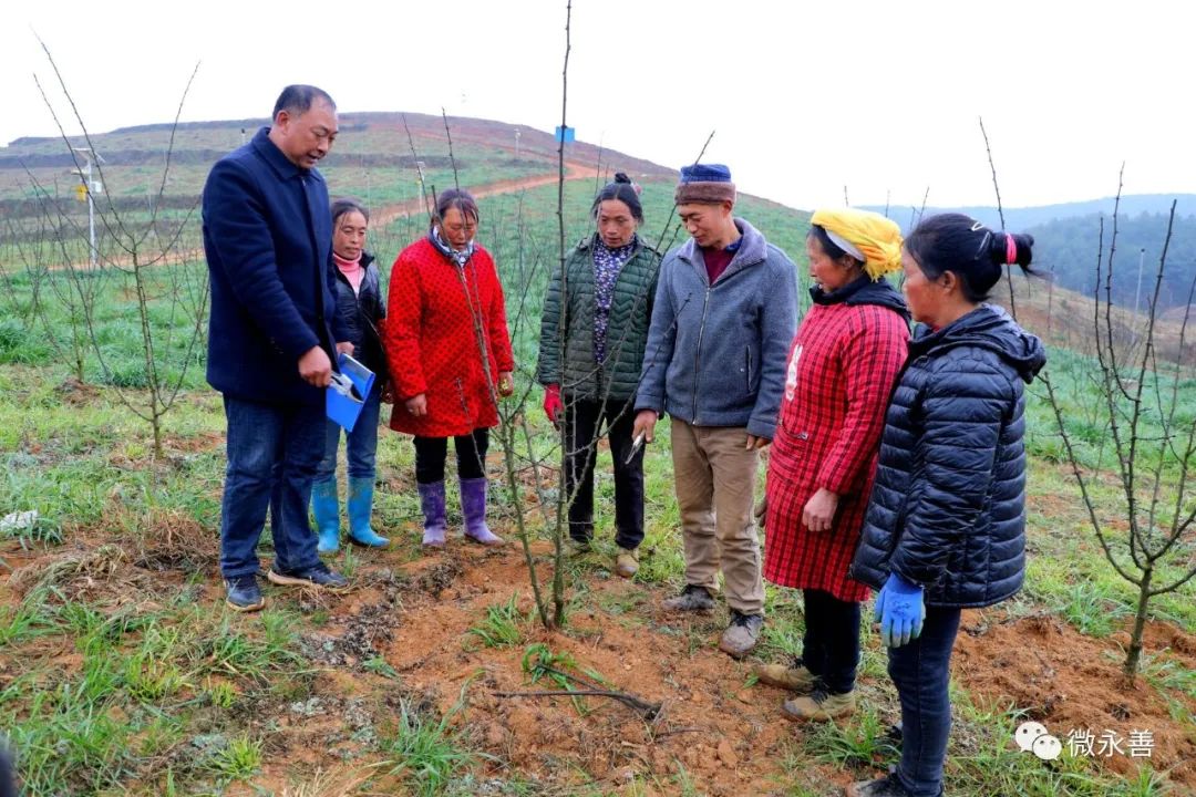 永善小贡椒种植基地,昭通永善县的支柱产业