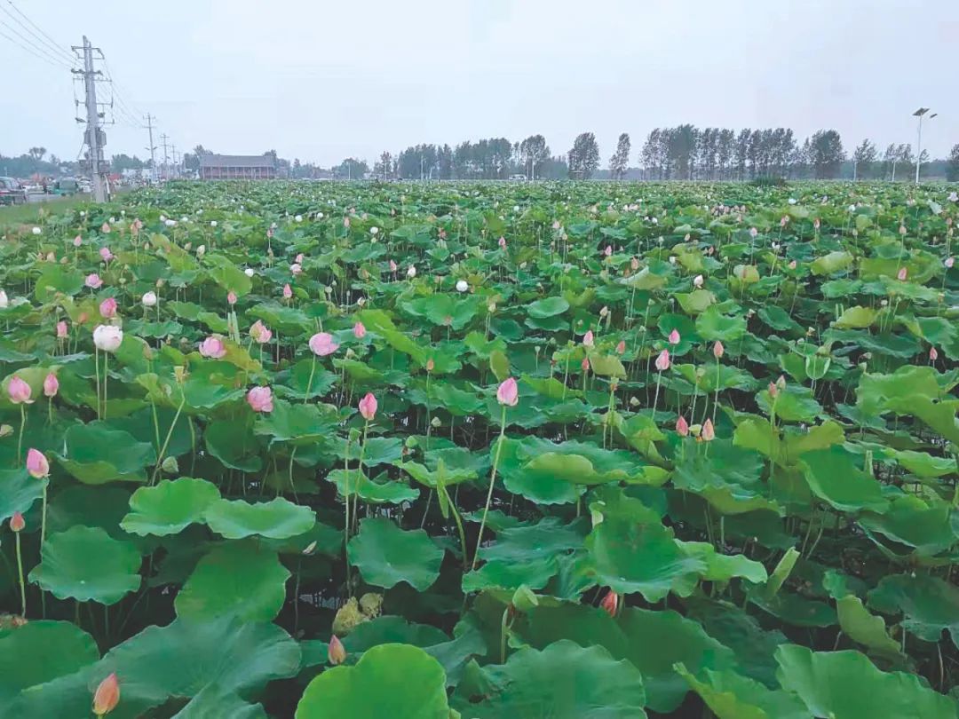 从“落汤湾”变荷塘说起——河南平舆县：看老湾村如何找准脱贫攻坚与乡村振兴衔接点