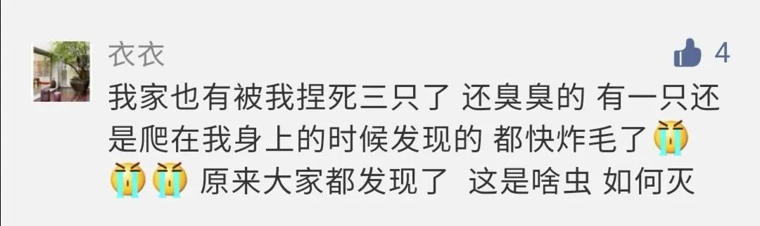 肉眼很难看到的小黑虫子,常见的小黑虫