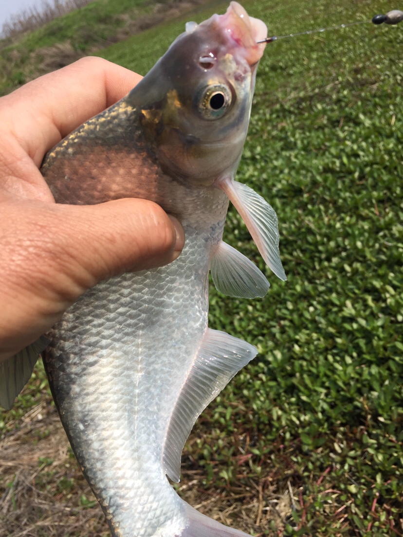 万能鱼饵蚯蚓怎么用最好,蚯蚓万能饵