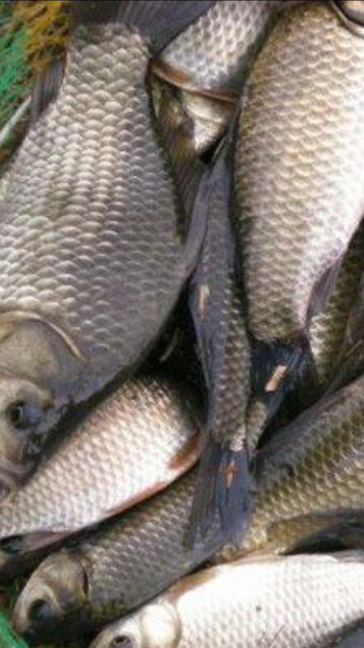 万能鱼饵蚯蚓怎么用最好,蚯蚓万能饵