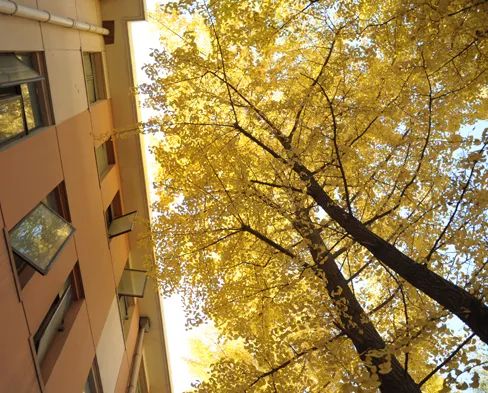 「志愿指导」中国人民大学：A类学科专业在京均投放新增三个实验班项目