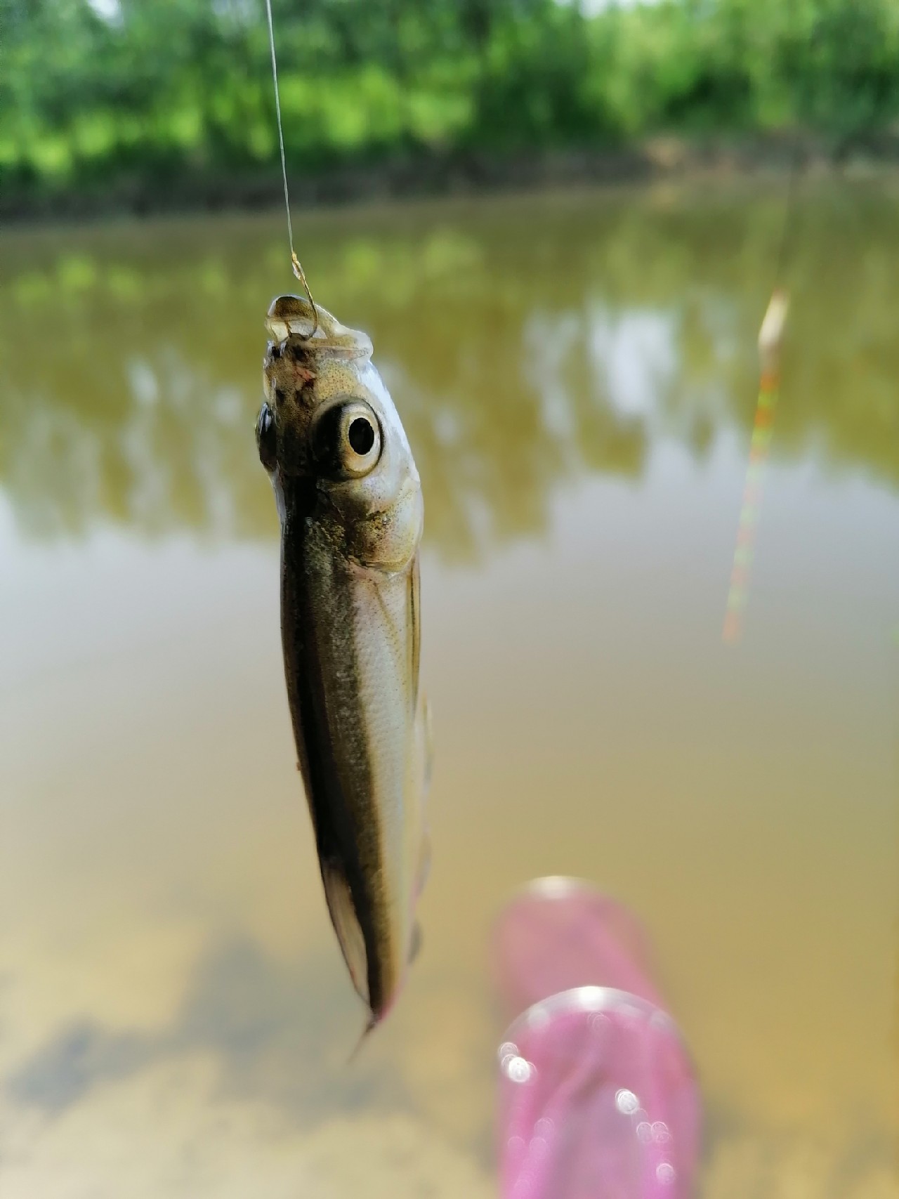 河边野钓小鲫鱼,野钓小河沟钓鲫鱼突然停口