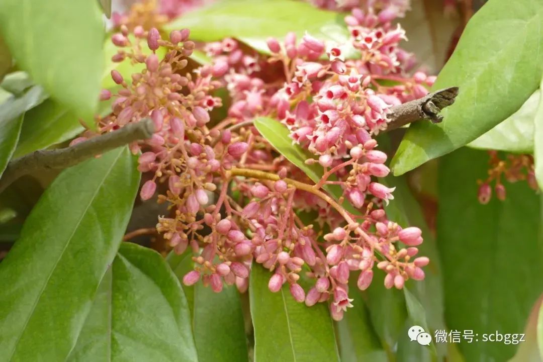 银叶树有哪些,能在水里生长的陆地植物