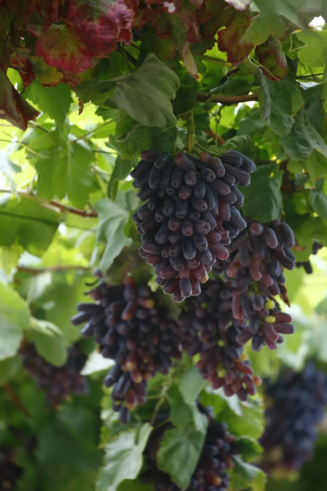 走进乡镇群众乐享文化大餐,百姓文化云上蔡