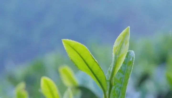 行与不行的感悟,行与不行之间意味着什么